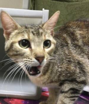 MOMMA -  Domestic Short Hair Cat for Adoption in Riverside, California - MOMMA | PetCurious