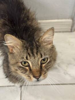 Domestic Long Hair and Tabby Cats Available for Adoption - Henny Berry | PetCurious