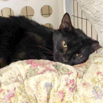 Starry -  Domestic Short Hair Cat for Adoption in Medford, Oregon - Starry | PetCurious
