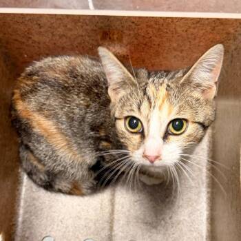 Anabelle -  Domestic Short Hair Cat for Adoption in Philadelphia, Pennsylvania - Anabelle | PetCurious