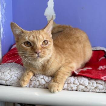 Starfruit -  Domestic Short Hair Cat for Adoption in Mankato, Minnesota - Starfruit | PetCurious