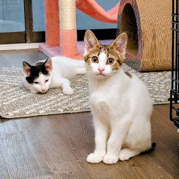 Egg (The Breakfast club) -  American Bobtail and Domestic Short Hair Cat for Adoption in Tucker, Georgia - Egg (The Breakfast Club) | PetCurious