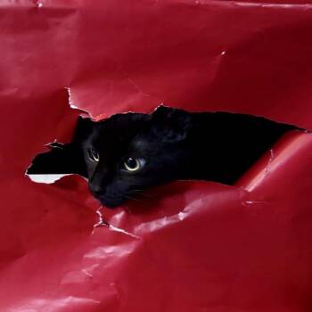 American Shorthair Cats Available for Adoption - Coal | PetCurious