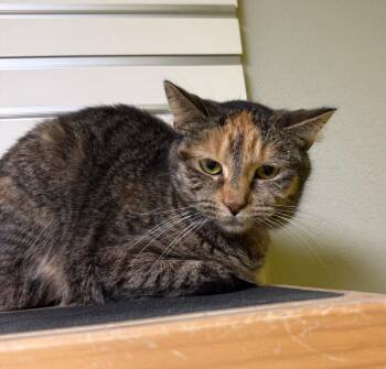 Domestic Short Hair Cats Available for Adoption in New Philadelphia, Ohio - Snicket | PetCurious