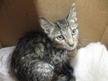 Domestic Short Hair Cats Available for Adoption in Ocala, Florida - OLIVER | PetCurious