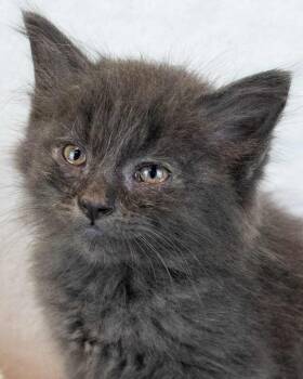 Denali -  Domestic Medium Hair Cat for Adoption in Kennesaw, Georgia - Denali | PetCurious