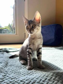 Rescue Domestic Short Hair Cats for Adoption in Topeka, Kansas - Vala | PetCurious