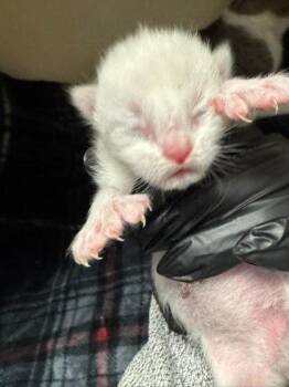 Smirnoff -  Domestic Short Hair Cat for Adoption in Chamblee, Georgia - Smirnoff | PetCurious