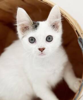 Turkish Van and Tabby Cats Available for Adoption in Bedford Hills, New York - Cleo Is A Delight!  Tiny Adorableness In A "cow" Package! | PetCurious