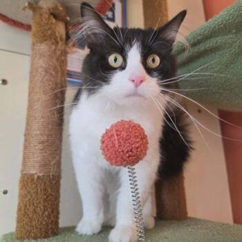 Percy -  Domestic Long Hair and Domestic Short Hair Cat for Adoption in Scottsbluff, Nebraska - Percy | PetCurious