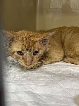 HENRY -  Domestic Short Hair Cat for Adoption in Palmetto, Florida - HENRY | PetCurious