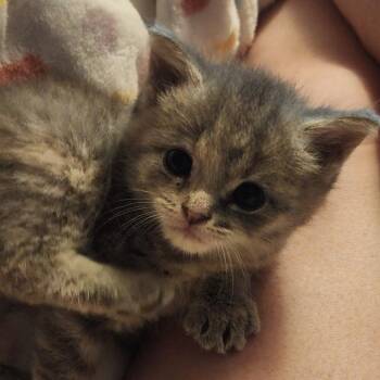 Whitney -  Domestic Short Hair Cat for Adoption in Shinnston, West Virginia - Whitney | PetCurious