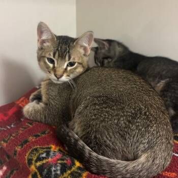 Jackson -  Domestic Short Hair Cat for Adoption in Redwood City, California - Jackson | PetCurious