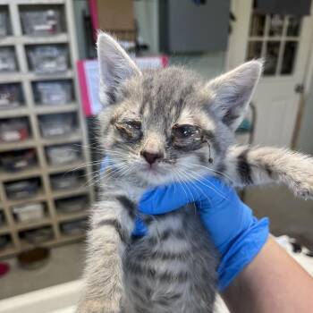 Aiden -  Domestic Short Hair Cat for Adoption in Mt. Juliet, Tennessee - Aiden | PetCurious