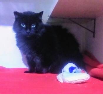 Rescue Domestic Medium Hair Cats for Adoption in Bothell, Washington - Petra | PetCurious