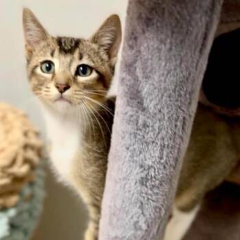 Wrangler -  Domestic Short Hair Cat for Adoption in Wichita, Kansas - Wrangler | PetCurious