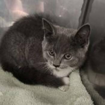 Grey Gargoyle -  Domestic Short Hair Cat for Adoption in Fishers, Indiana - Grey Gargoyle | PetCurious