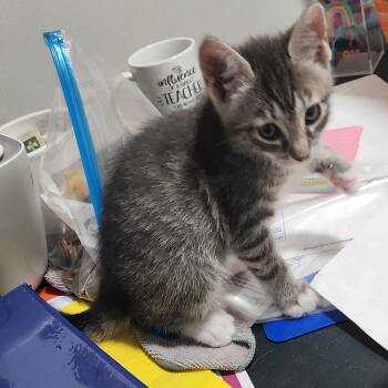 Wanda -  Domestic Short Hair Cat for Adoption in Bayonne, New Jersey - Wanda | PetCurious