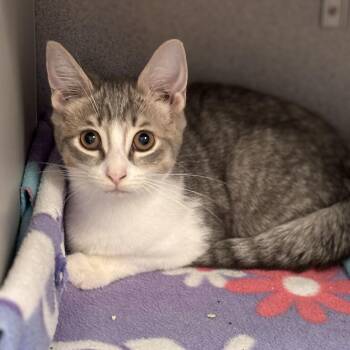 Electra -  Domestic Short Hair and Tiger Cat for Adoption in Batavia, New York - Electra | PetCurious