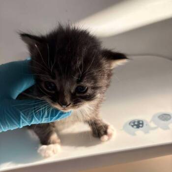 Domestic Medium Hair Cats Available for Adoption in Glenwood, Minnesota - Twizzler | PetCurious