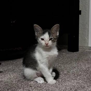 Sassy -  Domestic Short Hair Cat for Adoption in Wadena, Minnesota - Sassy | PetCurious