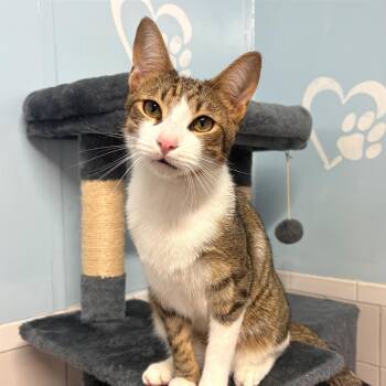 G.I.Joe -  Domestic Short Hair and Abyssinian Cat for Adoption in Fort Lauderdale, Florida - G.I.Joe | PetCurious