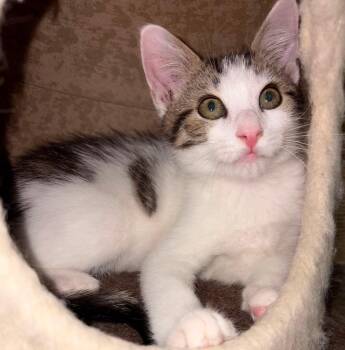 Onion -  Domestic Short Hair Cat for Adoption in Cosby, Tennessee - Onion | PetCurious
