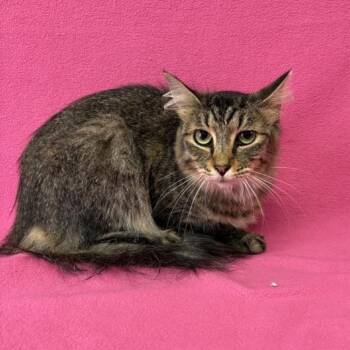 Katie -  Domestic Short Hair Cat for Adoption in Buffalo, Minnesota - Katie | PetCurious