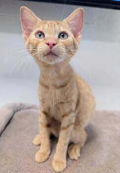 Stella -  Domestic Short Hair Cat for Adoption in Palm Harbor, Florida - Stella | PetCurious