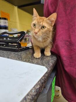 Lilith -  Domestic Short Hair Cat for Adoption in Crossville, Tennessee - Lilith | PetCurious