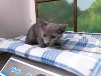 Domestic Short Hair Cats Available for Adoption in Houston, Texas - A2074737 | PetCurious