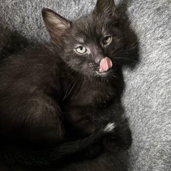 Domestic Short Hair Cats Available for Adoption in Morrison, Colorado - Dom Groth | PetCurious