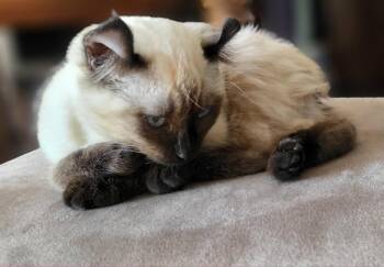 Fleur -  Manx Cat for Adoption in Montreal, Quebec - Fleur | PetCurious