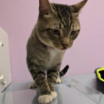 Michi -  Domestic Short Hair Cat for Adoption in Cedar Rapids, Iowa - Michi | PetCurious