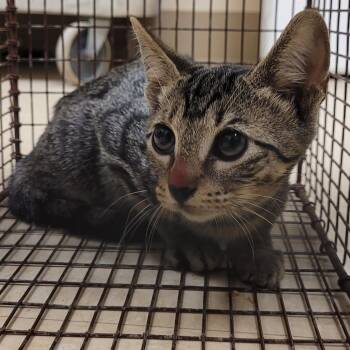 Bonnie -  American Shorthair Cat for Adoption in Lake Panasoffkee, Florida - Bonnie | PetCurious