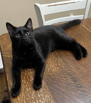 Rescue Domestic Short Hair Cats for Adoption - Hazel | PetCurious