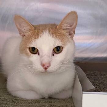 Saloon -  Domestic Short Hair Cat for Adoption in Tampa, Florida - Saloon | PetCurious