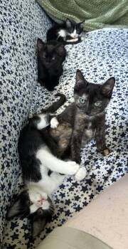 Fruit Loop -  Domestic Short Hair Cat for Adoption in Collierville, Tennessee - Fruit Loop | PetCurious