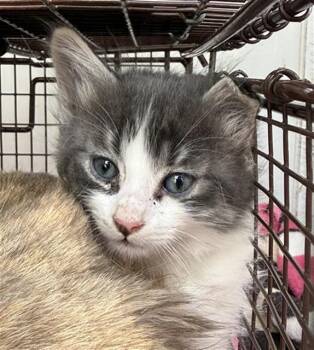 Domestic Medium Hair Cats Available for Adoption in Sacramento, California - GARY | PetCurious