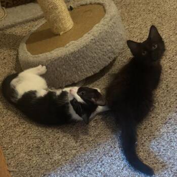 Vostok and Gemini -  Tuxedo and Bombay Cat Available for Adoption in UNIVERSITY PA, Maryland - Vostok And Gemini | PetCurious
