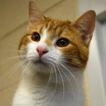 Odie -  Domestic Short Hair Cat for Adoption in Waynesboro, Pennsylvania - Odie | PetCurious