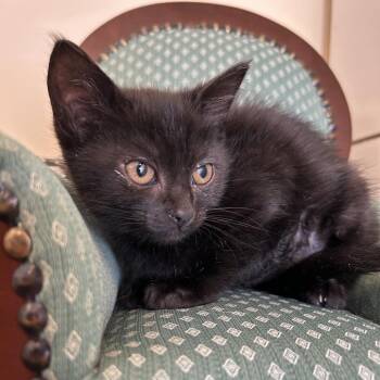 Domestic Short Hair Cats Available for Adoption in Park City, Utah - Parsnip | PetCurious