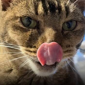Electra at Fat Cat Books -  Domestic Short Hair Cat for Adoption in Tallahassee, Florida - Electra At Fat Cat Books | PetCurious