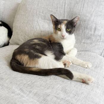 Rose -  Domestic Short Hair Cat for Adoption - Rose | PetCurious