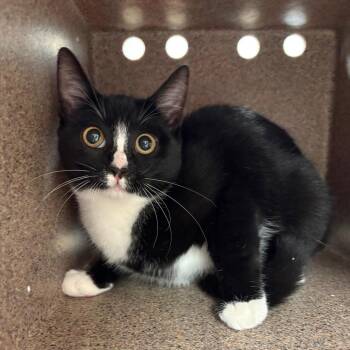 Button -  Domestic Short Hair Cat for Adoption in Philadelphia, Pennsylvania - Button | PetCurious