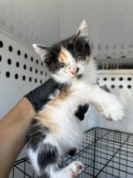 BLUE COLLAR -  Domestic Short Hair Cat for Adoption in Stockton, California - BLUE COLLAR | PetCurious