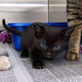 Thumper -  Domestic Short Hair Cat Available for Adoption in Mount Vernon, Indiana - Thumper | PetCurious