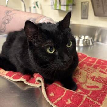 Raya -  Domestic Short Hair Cat for Adoption in Asheville, North Carolina - Raya | PetCurious