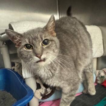 Spoon -  Domestic Short Hair Cat for Adoption in York, Pennsylvania - Spoon | PetCurious