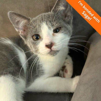 Rescue Domestic Short Hair Cats for Adoption in Pleasant Hill, California - Clover | PetCurious